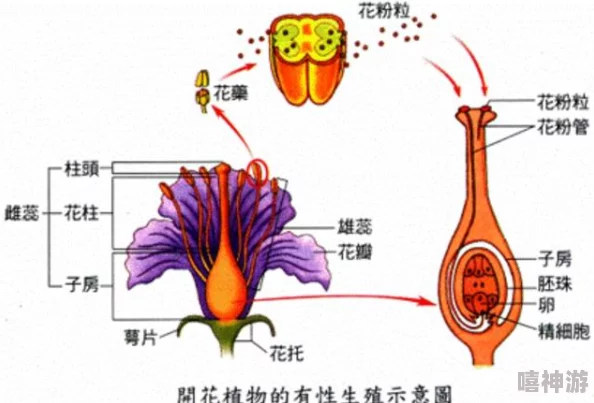 黑花打开生腔：揭示了在特定环境下，黑花植物如何通过特殊机制促进其生长和繁殖的过程