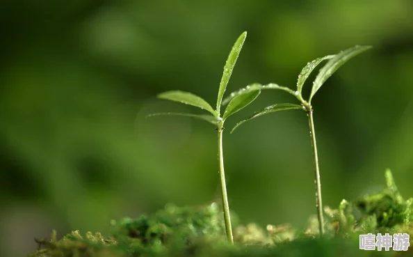 嫩叶草m码和欧洲码在穿着舒适度上有何不同视频？揭秘两者之间的八卦消息