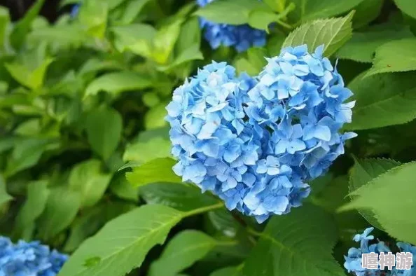 紫阳花が散り散る時雷火剑：在盛夏的季节，绚丽的紫阳花凋零之际，一把象征力量与激情的雷火剑闪耀登场