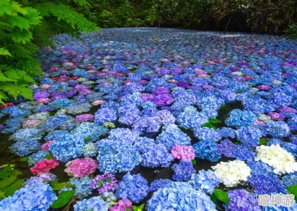 紫阳花が散り散る時雷火剑：在盛夏的季节，绚丽的紫阳花凋零之际，一把象征力量与激情的雷火剑闪耀登场